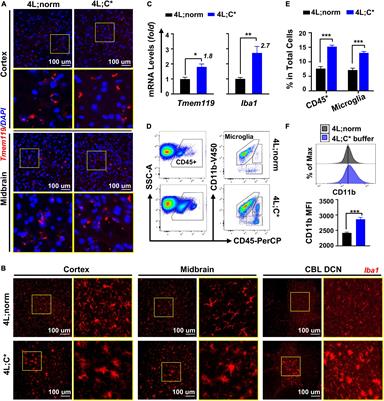 A multifaceted evaluation of microgliosis and differential cellular dysregulation of mammalian target of rapamycin signaling in neuronopathic Gaucher disease